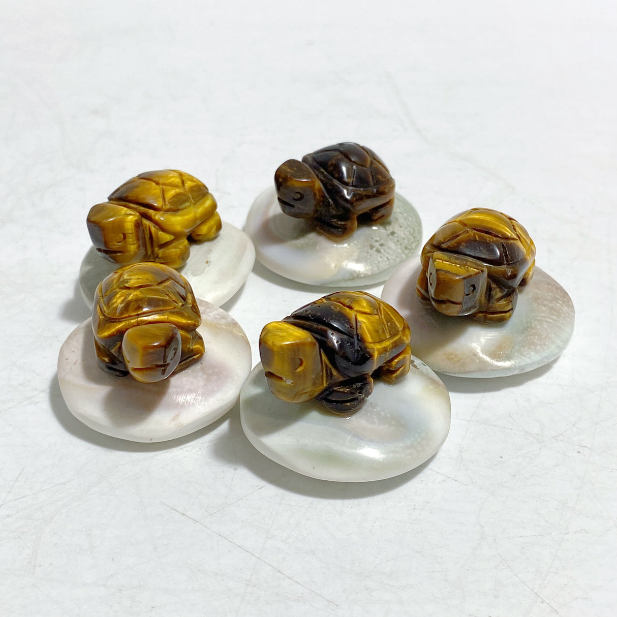 5 Types Mini Turtle On The Shell Fossil Wholesale Moss Agate Tiger Eye