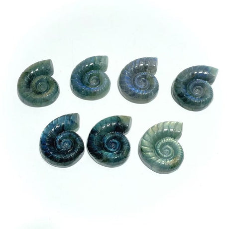 Labradorite Conch Carving Wholesale - Wholesale Crystals