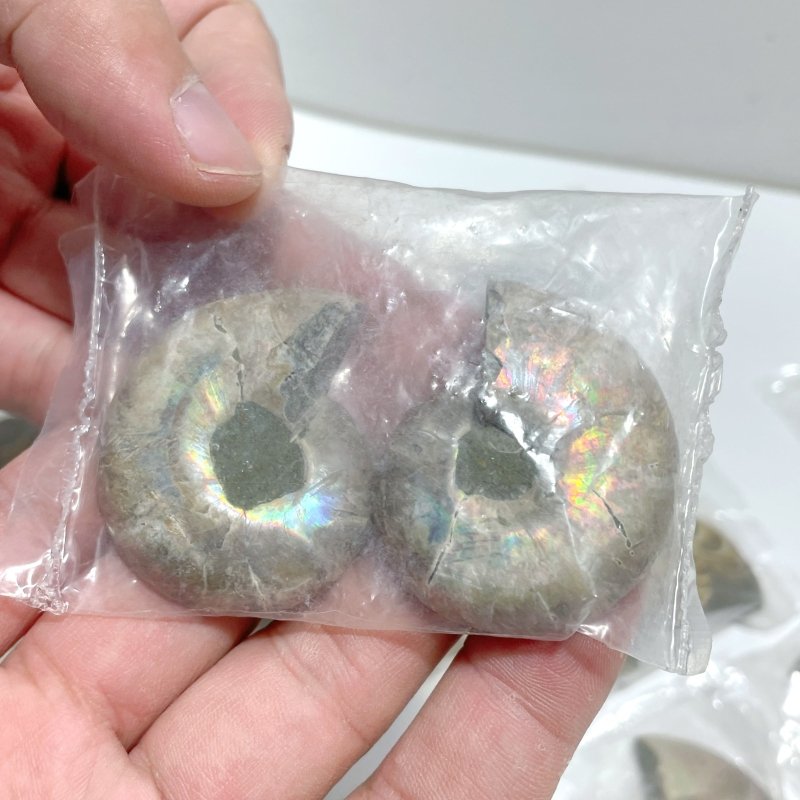 Natural Ammonite Fossil Conch Wholesale - Wholesale Crystals