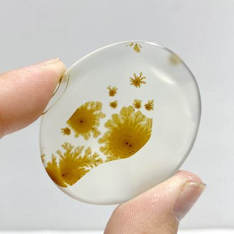 12 Pieces Natural Rare Scenic Dendritic Agate Stone
