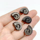 Mini Silver Sheen Obsidian Conch Carving Wholesale