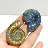 Labradorite Conch Carving Wholesale - Wholesale Crystals