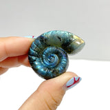 Labradorite Conch Carving Wholesale - Wholesale Crystals