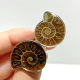 Natural Ammonite Fossil Conch Ring Wholesale - Wholesale Crystals