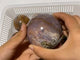 13 Pieces High Quality Vein Yellow Pink Ocean Jasper Spheres