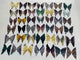 42 Pairs Rainbow Fluorite Butterfly Carving (A2BTF)