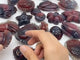 21 Pieces African Red Agate Sea Animals Carving