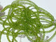 0.16in(4mm) Peridot Bracelet Wholesale