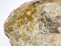 Very Large Petrified Wood Slab For Collection