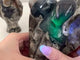 5 Pieces Large Volcano Agate Angel(UV-Reactive)