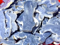 Blue Ridge Coral Slab Heliopora Coerulea Slab Wholesale