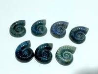 Labradorite Conch Carving Wholesale