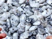 India Moonstone Palm Wholesale