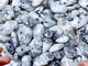 India Moonstone Palm Wholesale