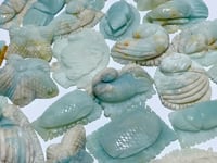 23 Pieces Caribbean Calcite Sea Animals Carving