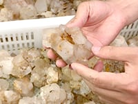 40KG Clear Quartz Pineapple Quartz Cluster (Sea Freight Only)