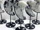 6 Pieces India Moonstone Moon Carving With Stand