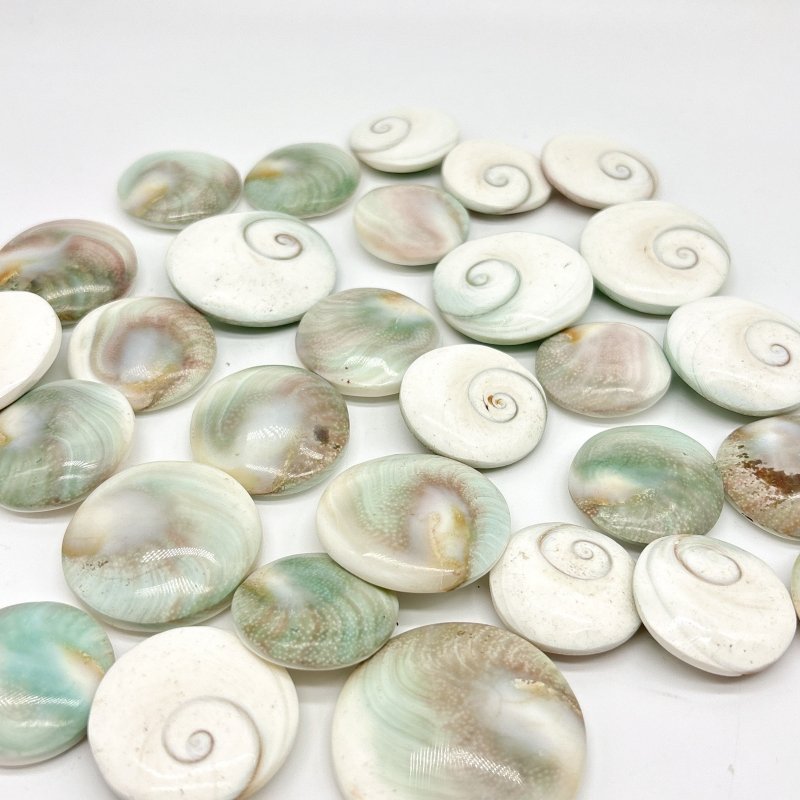 Round Polished Shell Fossil Wholesale - Wholesale Crystals