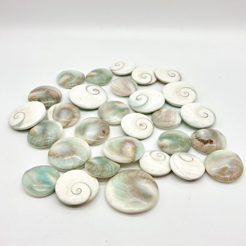 Round Polished Shell Fossil Wholesale - Wholesale Crystals