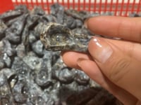 Yooperlite Crow Skull Carving Wholesale -Wholesale Crystals